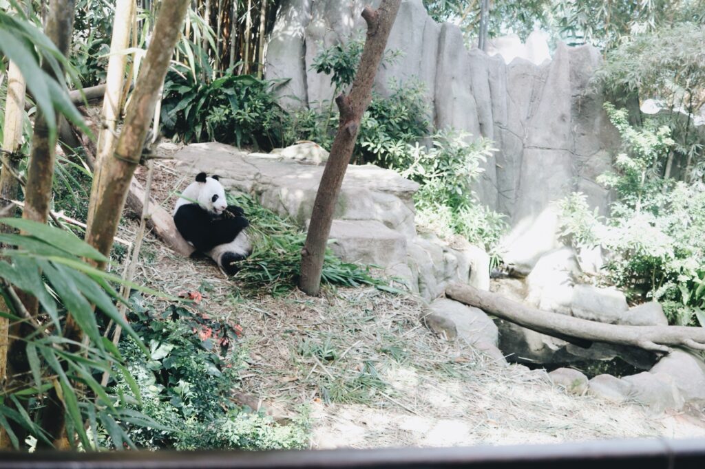 シンガポール・マンダイのリバーワンダーにいるパンダ