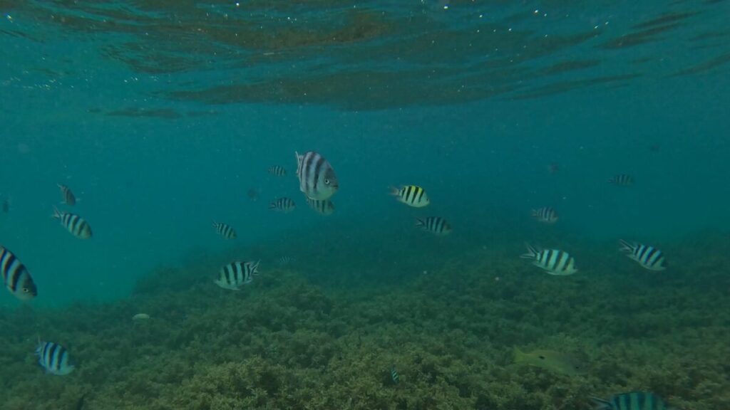 深いところにいる魚たち