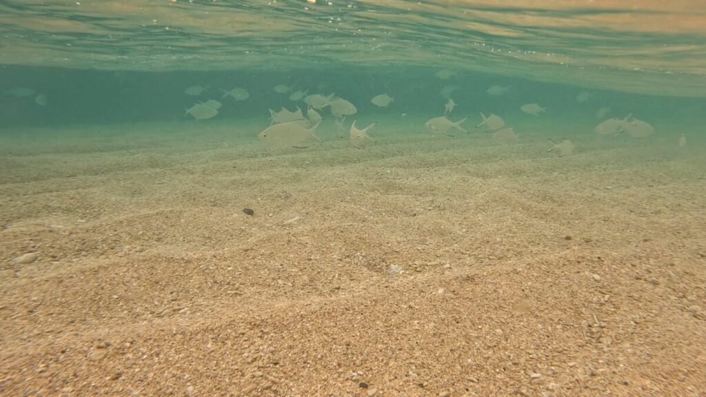 伊計島の浅瀬に泳ぐ魚たち
