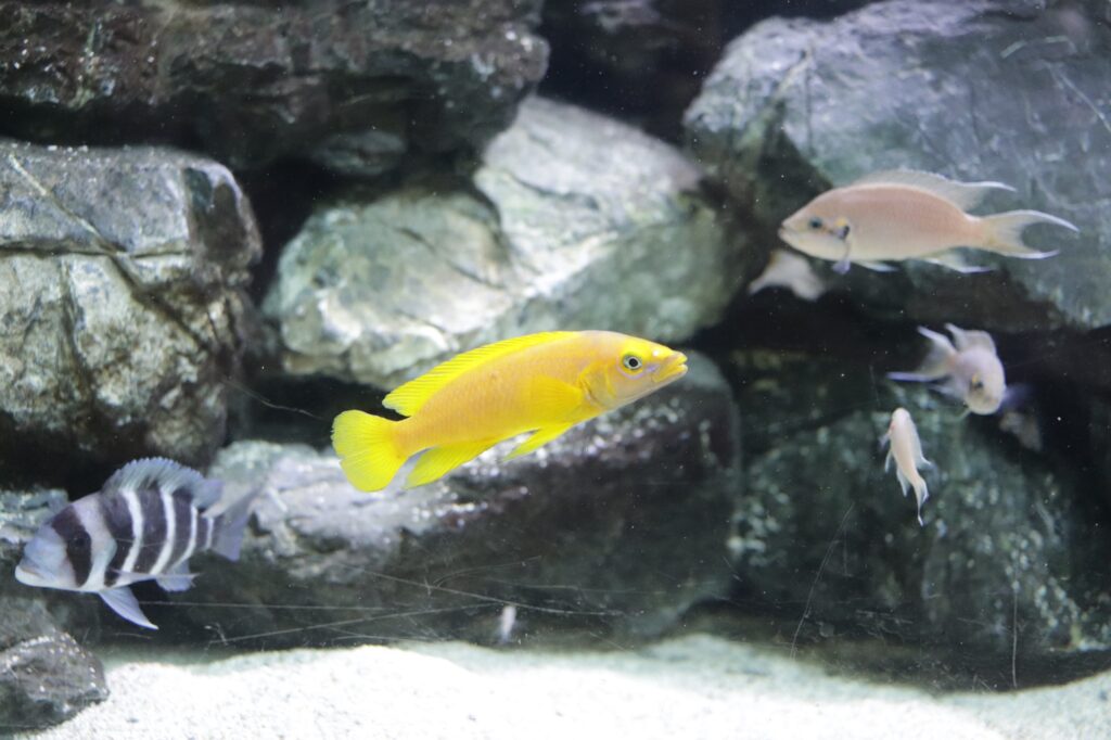 リバーワンダーのカラフルな魚たち