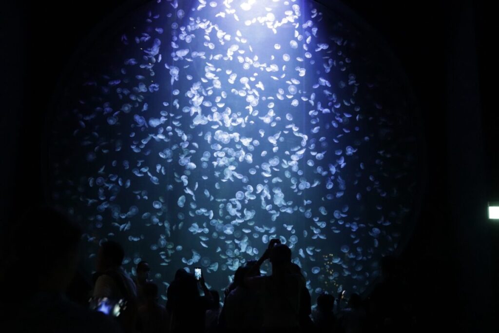 Singapore Oceanariumのキラキラ光るクラゲの展示