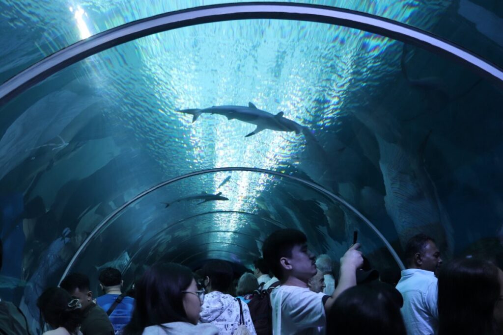 サメが泳いでいる水槽のトンネル