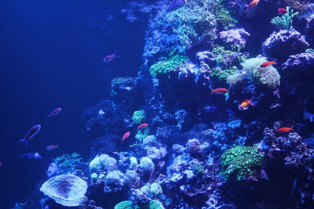 カラフルな魚の水槽