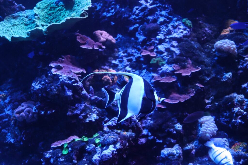 リニューアルした水族館の綺麗な水槽を泳ぐ魚