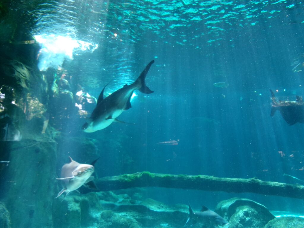 リバーワンダーの水槽に差し込む光と魚