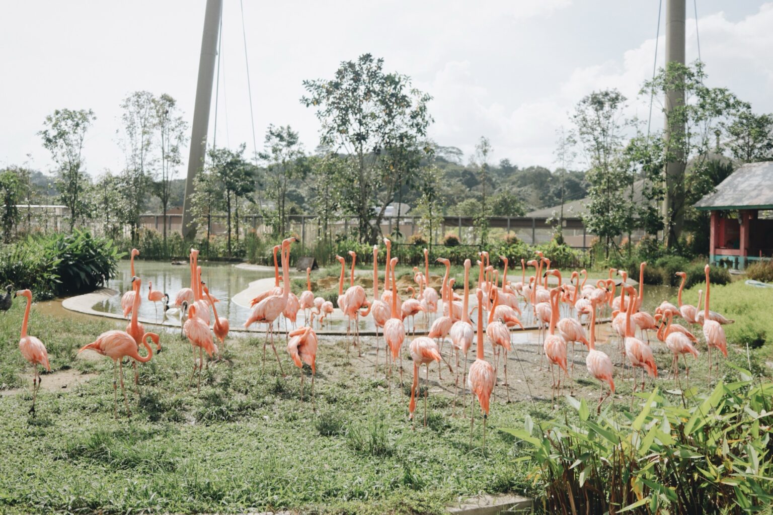 バードパラダイスのフラミンゴ