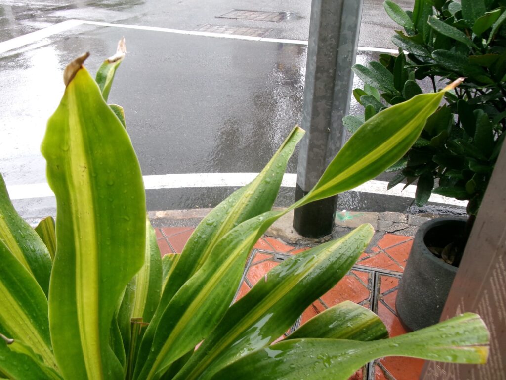 雨の日の道路の様子