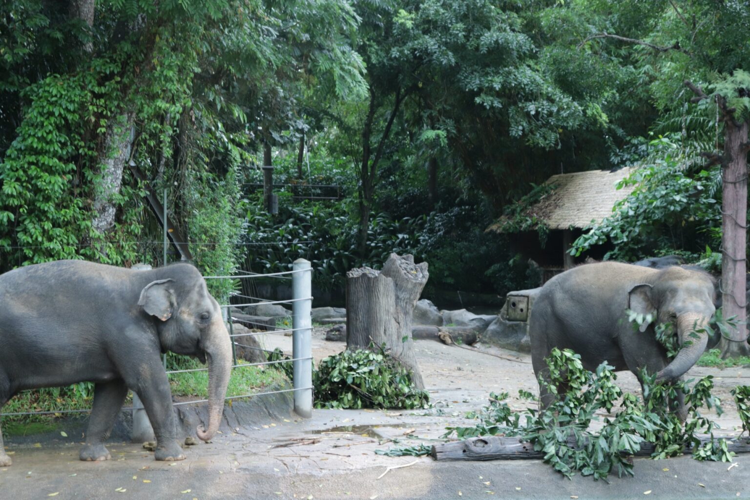 シンガポールズーにいるゾウ