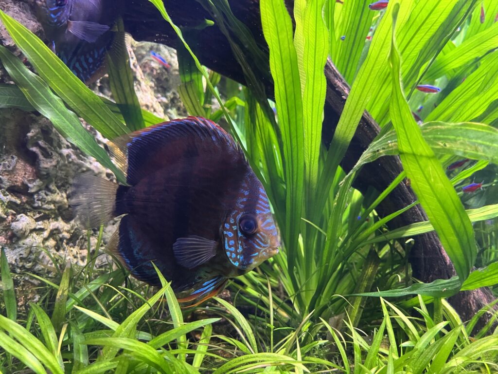 リバーワンダーの鮮やかな魚