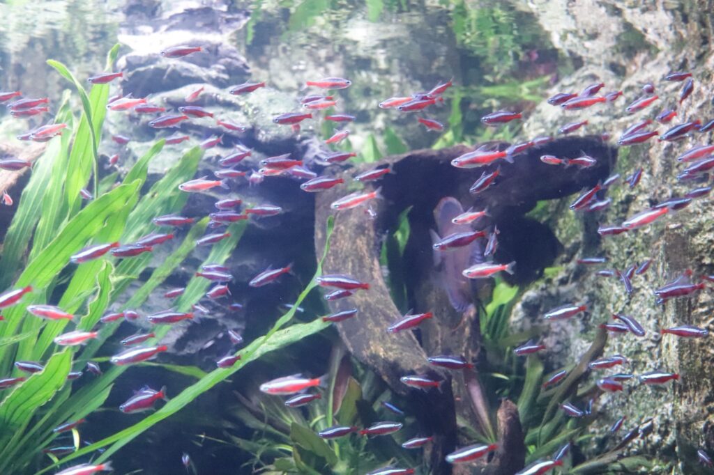 リバーワンダーの鮮やかでかわいい小さい魚たち