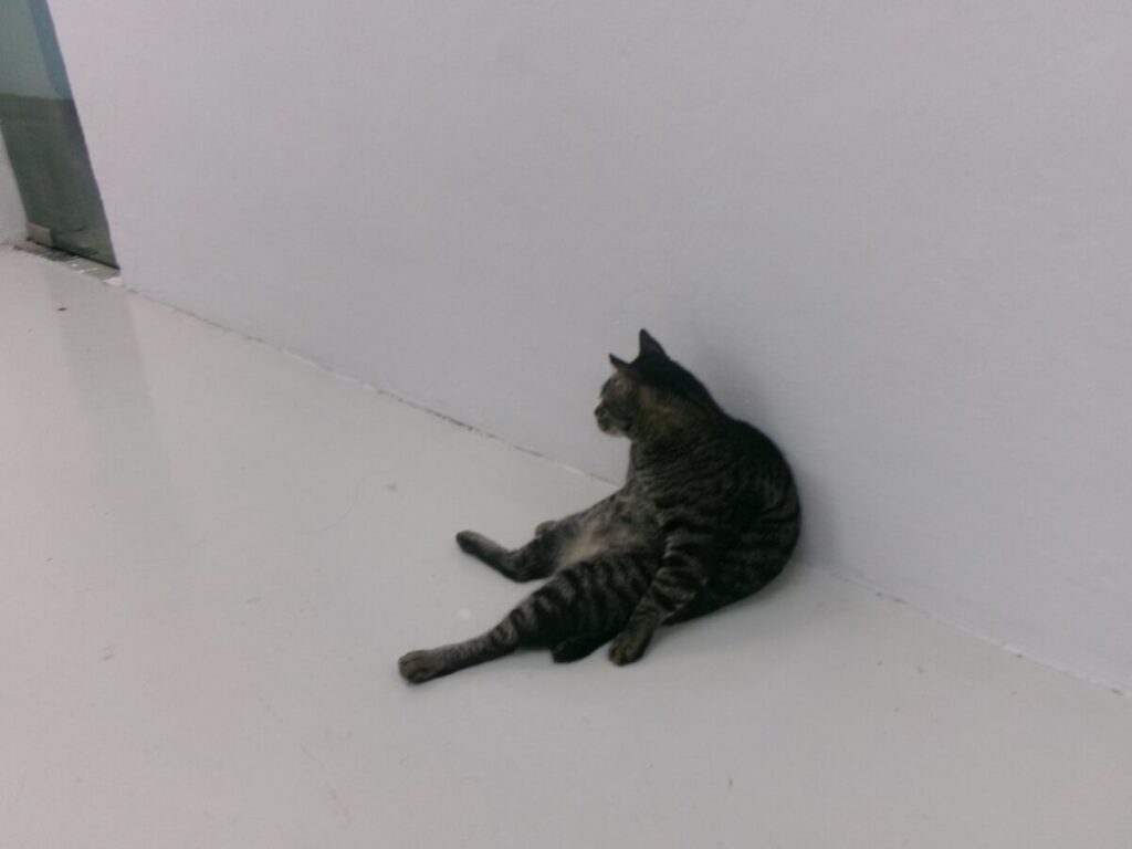 かわいらしい姿勢の猫