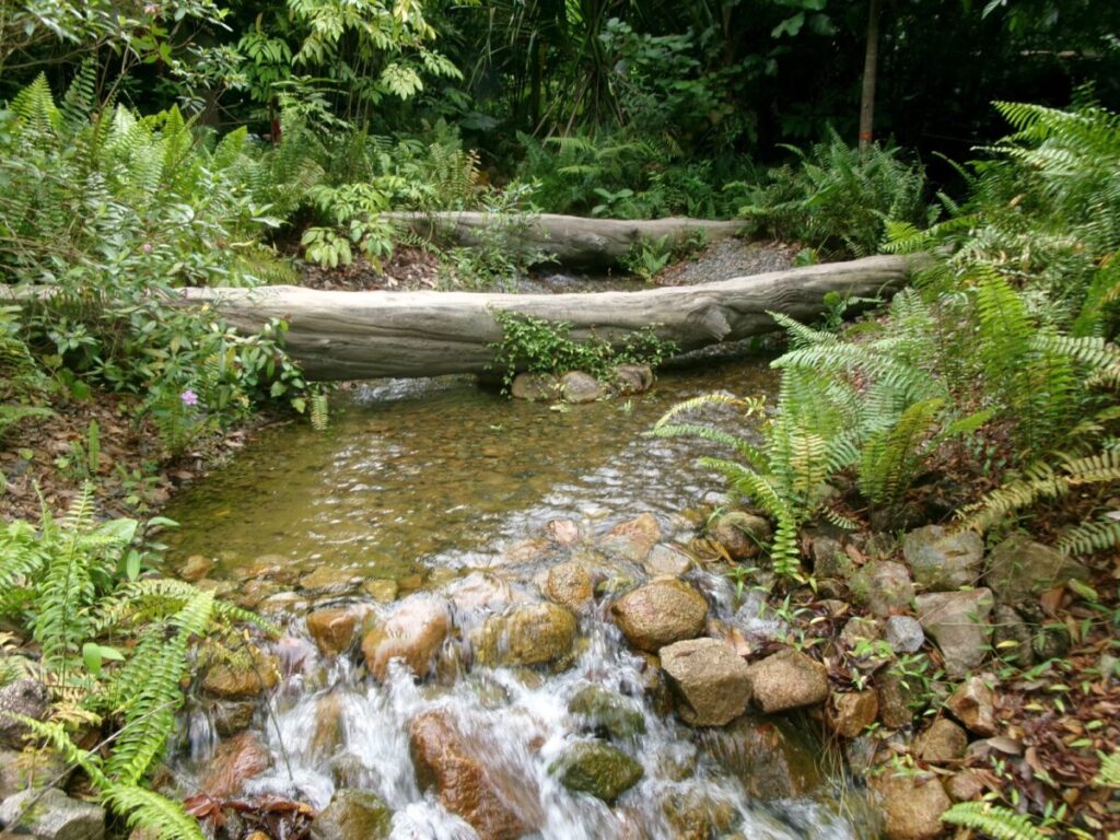 レインフォレストの丸太の橋