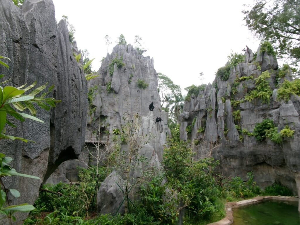 レインフォレストで出会えたサル