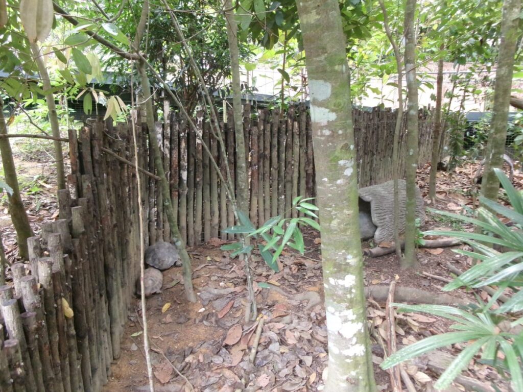 レインフォレストの亀