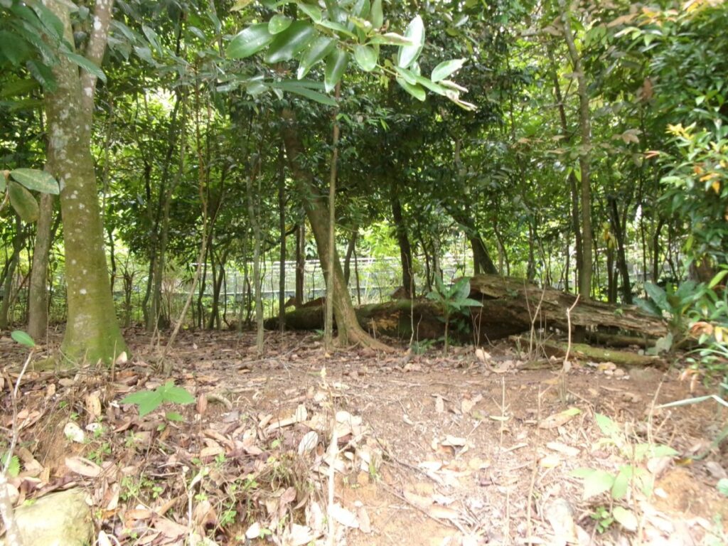 レインフォレストで出会った鹿