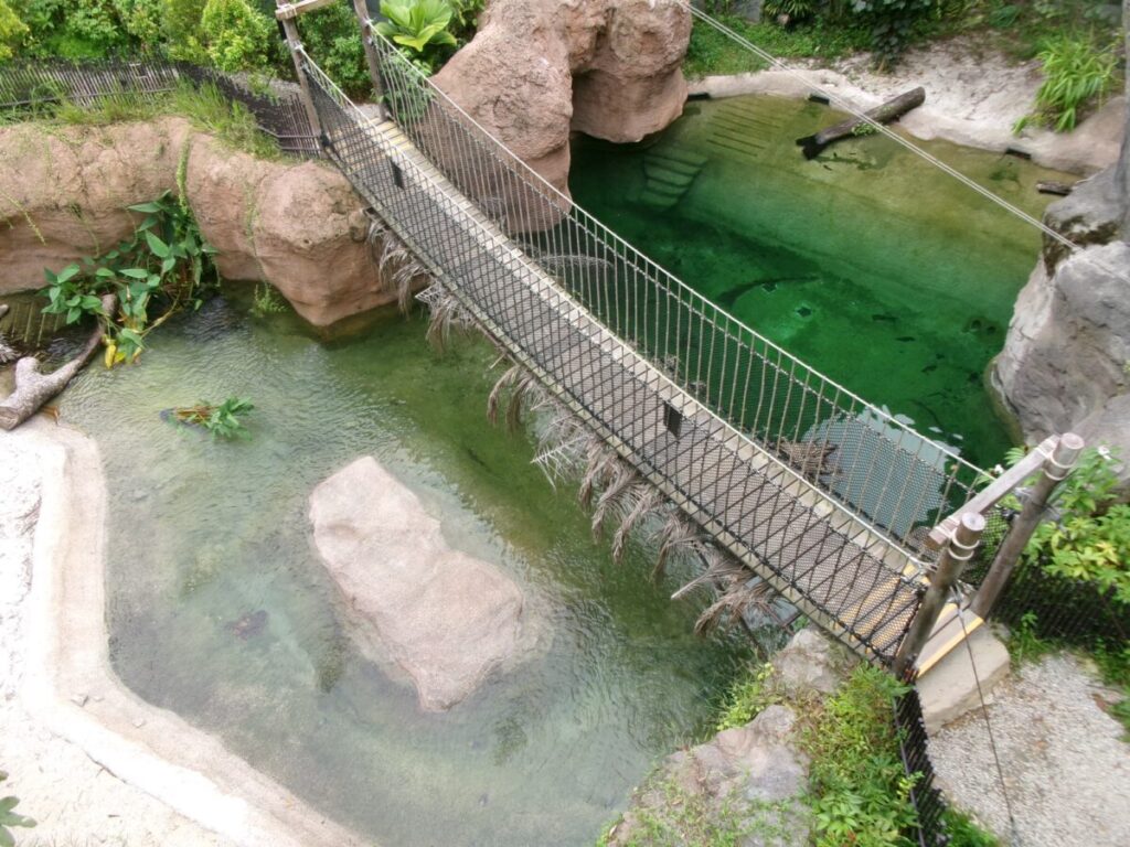 レインフォレストの吊り橋