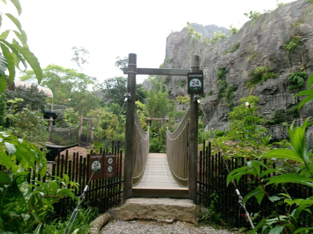 レインフォレストの吊り橋