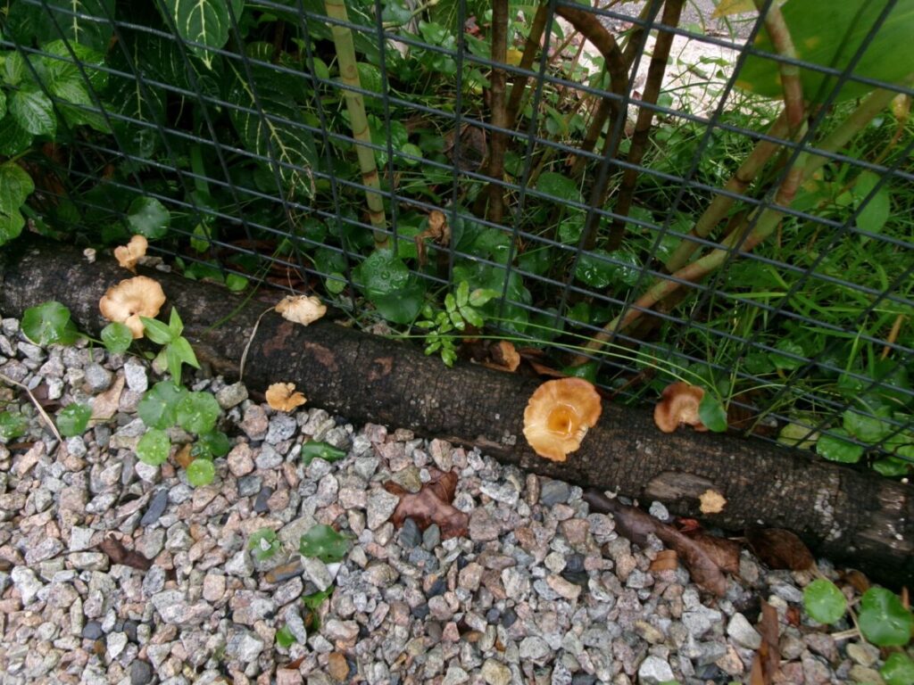 レインフォレストのキノコ