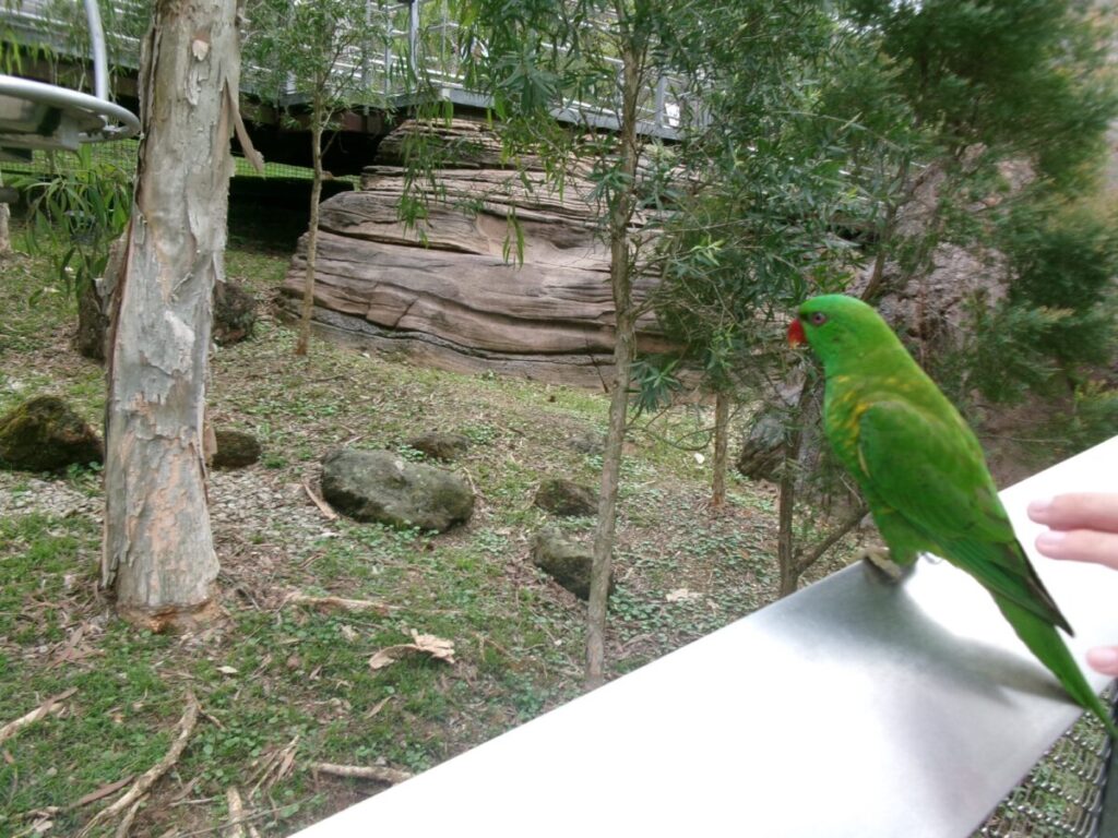 バードパラダイスのカラフルな鳥