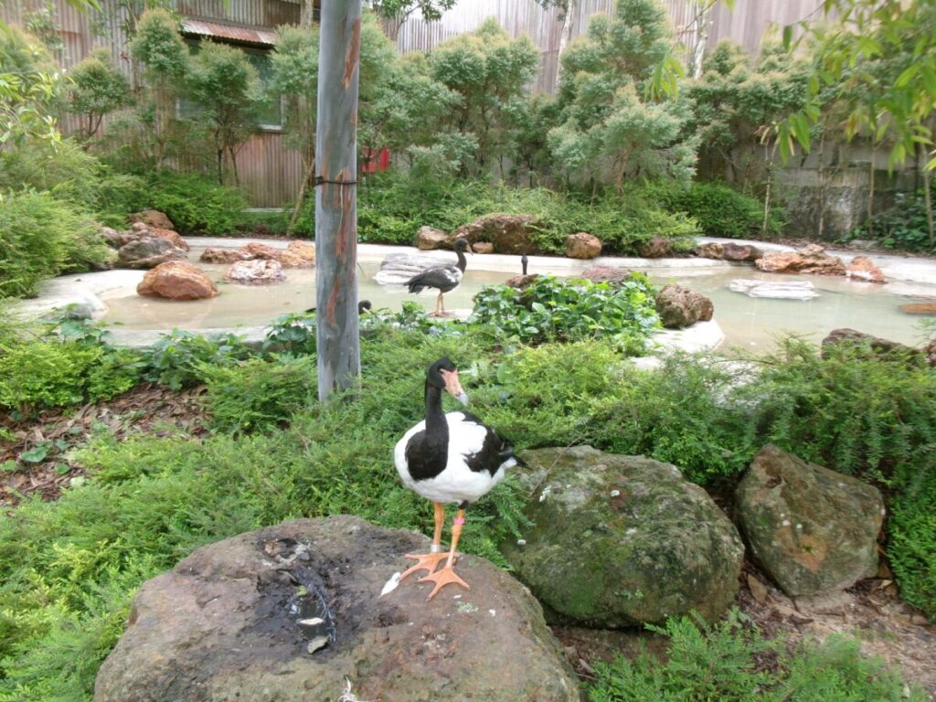 バードパラダイスの鳥