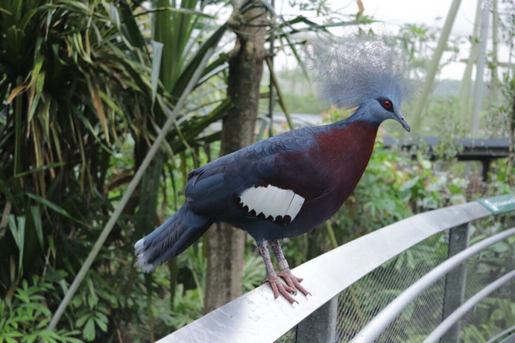 バードパラダイスの珍しい鳥
