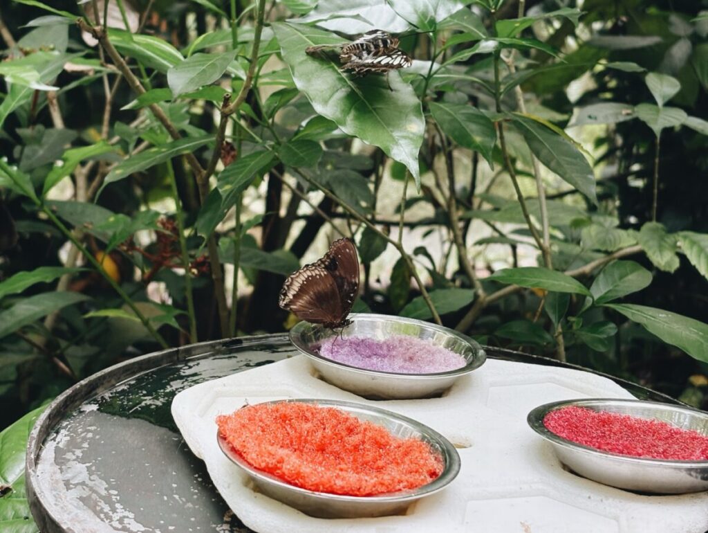 シンガポール動物園の蝶々