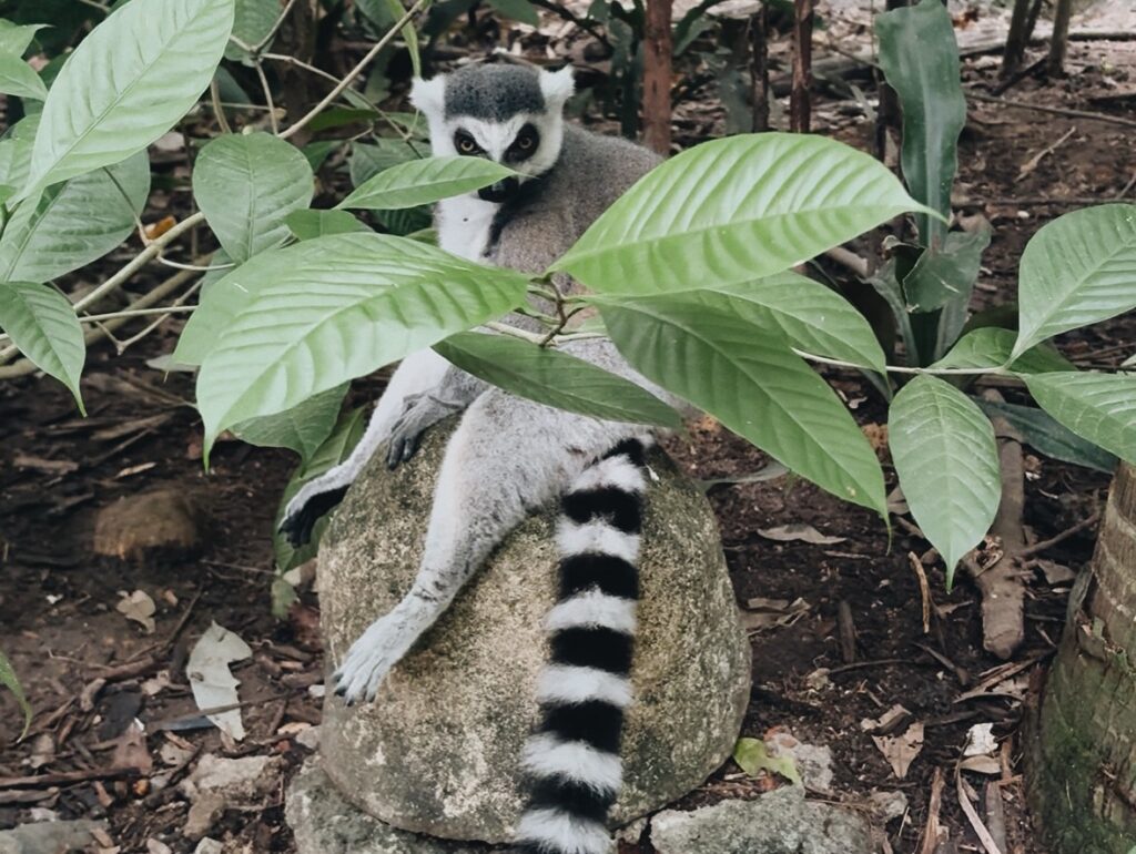 シンガポール動物園のワオキツネザル