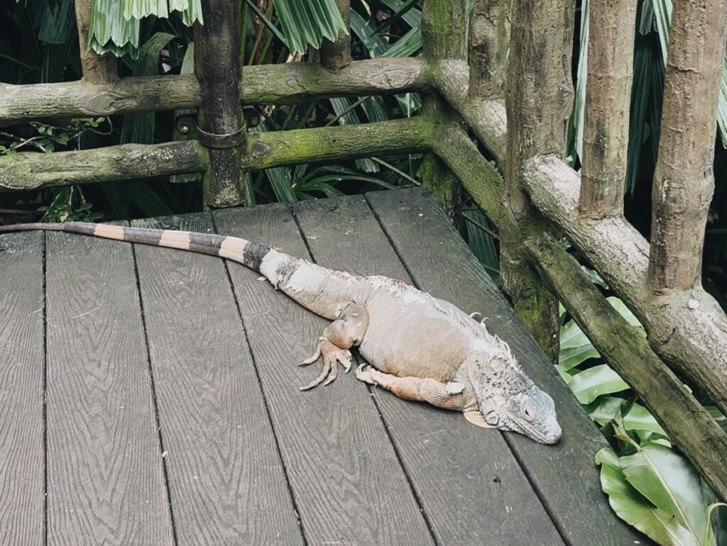 シンガポール動物園のトカゲ