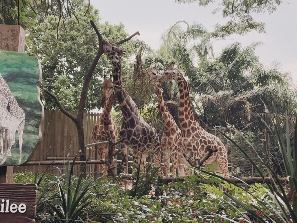 シンガポール動物園のキリン