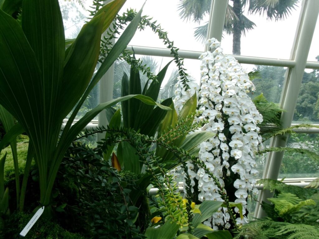 National Orchid Gardenの白いラン