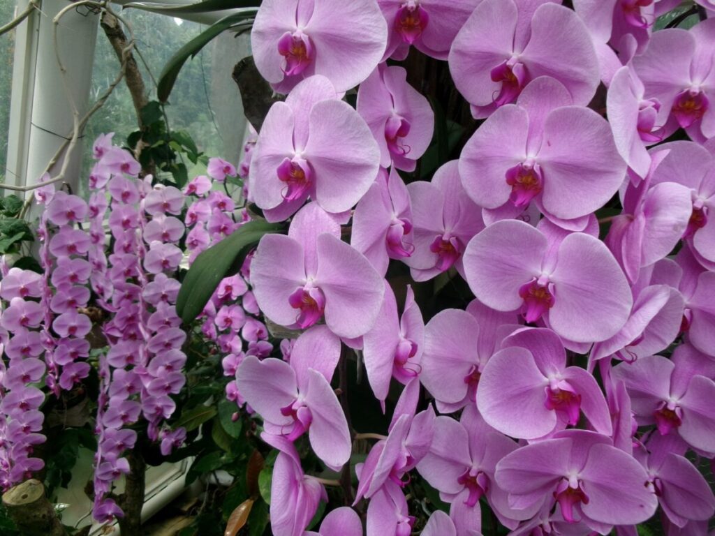 National Orchid Gardenの大きなラン