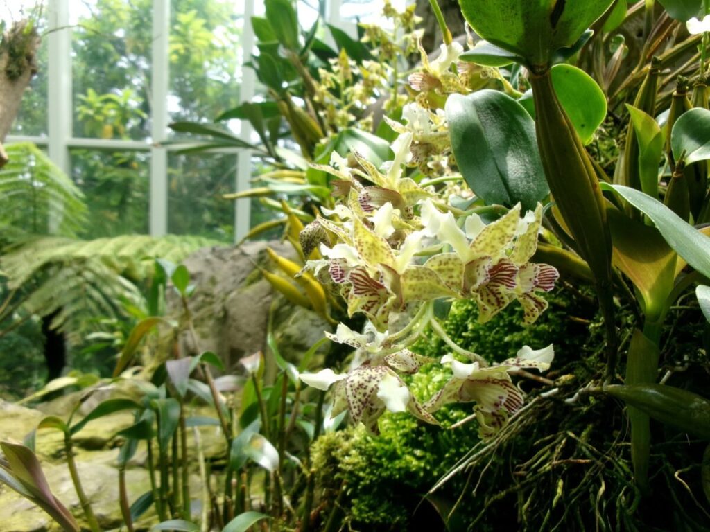 National Orchid Gardenのラン